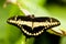 Thoas swallowtail