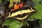 Thoas swallowtail, papilio thoas