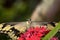 Thoas swallowtail, papilio thoas