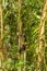 A Thomas Langur, Leaf Monkey, feeding in a tree in Bukit Lawang, Indonesia