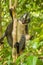 A Thomas Langur, Leaf Monkey, feeding in a tree in Bukit Lawang, Indonesia