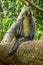 A Thomas Langur, Leaf Monkey, sitting in a tree in Bukit Lawang, Indonesia