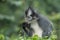 Thomas` langur Presbytis thomasi, also known as the Thomas Leaf Monkey, in Gunung Leuser National Park, Sumatra, Indonesia