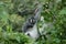 Thomas` langur Presbytis thomasi in Gunung Leuser National Park, Sumatra, Indonesia.