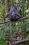 Thomas Langur sits on a branch high above the ground and its tail hanging below it (Sumatra, Indonesia)