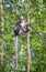 Thomas Langur sits on a high branch, and its long tail hangs Singapore