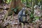 Thomas Langur sits sideways on a snag among the burgundy leaves