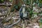 Thomas Langur sits sideways on a snag among the purple leaves, a