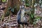 Thomas Langur sits on the snag among the burgundy leaves (Sumatra, Indonesia)