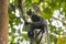 Thomas Langur sits on a tree turning (Sumatra, Indonesia)