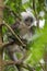 Thomas langurs Baby looks on a branch and looks among the leaves