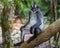 Thomas langurs closeup sitting on a branch with its tail hanging down Bohorok, Indonesia