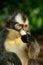 Thomas leaf monkey eating banana, Gunung Leuser National Park, B