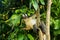 Thomas leaf monkey Presbytis thomasi sitting in a tree in Gunu