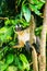 Thomas leaf monkey Presbytis thomasi sitting in a tree in Gunung Leuser National Park, Bukit Lawang, Sumatra, Indonesia