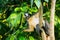 Thomas leaf monkey Presbytis thomasi sitting in a tree in Gunung Leuser National Park, Bukit Lawang, Sumatra, Indonesia