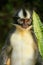 Thomas leaf monkey sitting on the ground in Gunung Leuser Nation