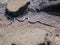 A Thomas` Racer snake, Isla Santiago, Galapagos, Ecuador