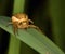 Thomisidae spider (Golden crab spider) ready