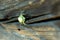 Thomisidae white spider waiting for the prey on the wooden fence