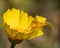 Thomisus onustus: Spider Camouflaged on a Yellow Flower