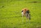 Thompson antelope giving birth to baby in Masai Mra, Kenya