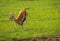 Thompson antelope giving birth to baby in Masai Mra, Kenya