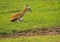 Thompson antelope giving birth to baby in Masai Mra, Kenya