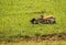 Thompson antelope giving birth to baby in Masai Mra, Kenya