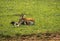 Thompson antelope giving birth to baby in Masai Mra, Kenya