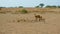 Thompson Gazelles Graze On Pasture Of African Savanna