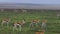 Thompson Gazelles in Serengeti plains