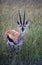 Thompson\'s gazelle, Africa