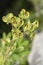 Thompson\'s Spurge