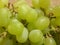 Thompson Seedless grape