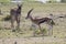 Thompsons gazelle male walking across the savannah