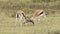 Thomson gazelle fighting in a field on a sunny day