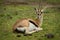 Thomson gazelle on grass with turned head