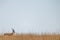 Thomson gazelle in long grass on horizon