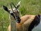 Thomson-gazelle, Maasai Mara Game Reserve, Kenya