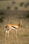 Thomson gazelle stands in grass eyeing camera