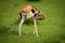 Thomson gazelle stands in grass scratching head