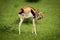 Thomson gazelle stands in grass scratching nose