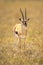 Thomson gazelle stands on savannah eyeing camera