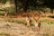 Thomson gazelle in Tanzania, Africa