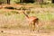 Thomson gazelle in Tanzania, Africa