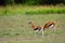 Thomson-gazelles, Maasai Mara Game Reserve, Kenya