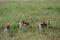 Thomson-gazelles, Maasai Mara Game Reserve, Kenya