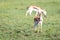 Thomson gazelles in the middle of a grassy landscape in the Kenyan savanna