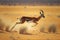 Thomson's gazelle in the African grassland. Created with generative AI technology.